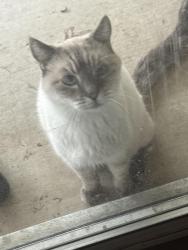 Lost Male Cat last seen Vintner Estates, Salida, CA 95368
