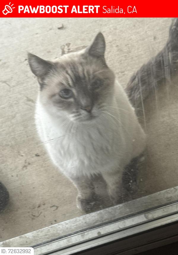 Lost Male Cat last seen Vintner Estates, Salida, CA 95368