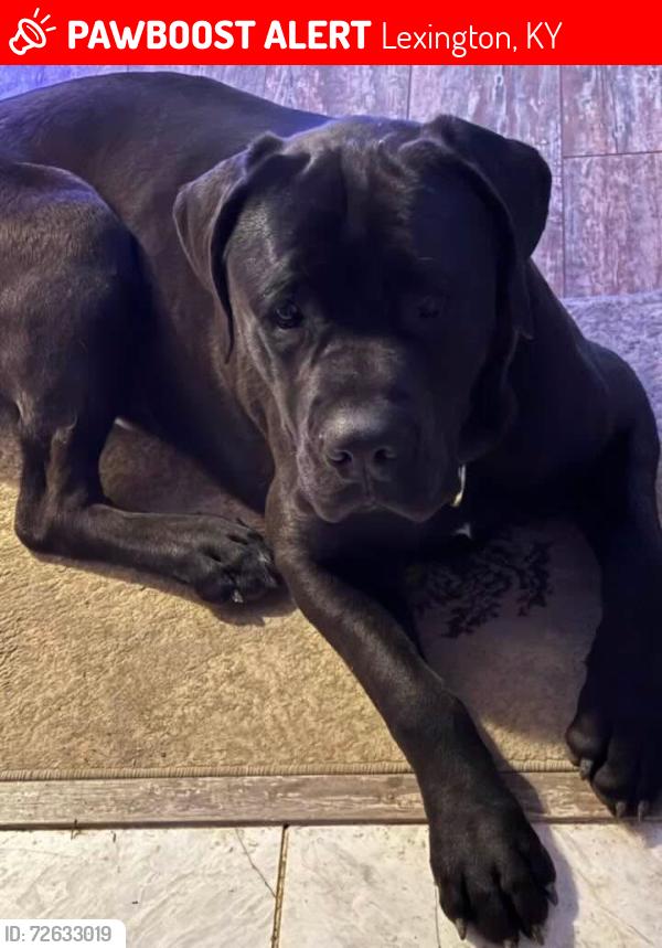 Lost Male Dog last seen Old Richmond rd, Lexington, KY 40515