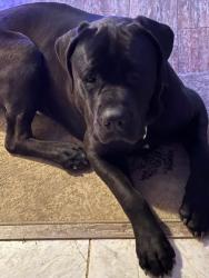 Lost Male Dog last seen Old Richmond rd, Lexington, KY 40515