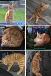Lost Female Cat last seen Lost Creek/Broad River/Harbison Community, Columbia, SC 29212