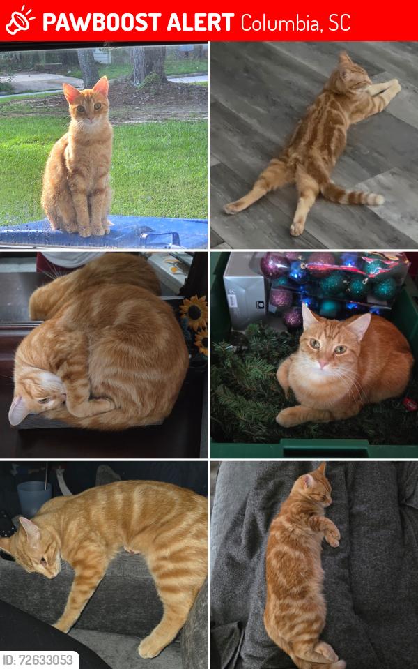 Lost Female Cat last seen Lost Creek/Broad River/Harbison Community, Columbia, SC 29212