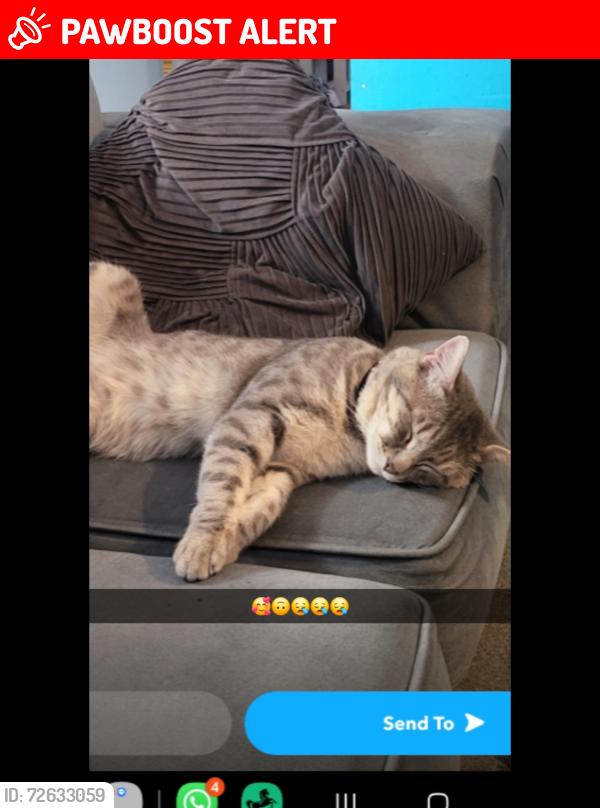 Lost Male Dog last seen Near allen road   , Cambridgeshire, England CB7 4NL