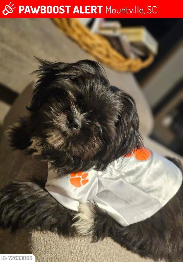Lost Female Dog last seen Puckett Ferry Rd., Mountville, SC 29370