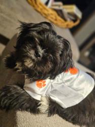 Lost Female Dog last seen Puckett Ferry Rd., Mountville, SC 29370