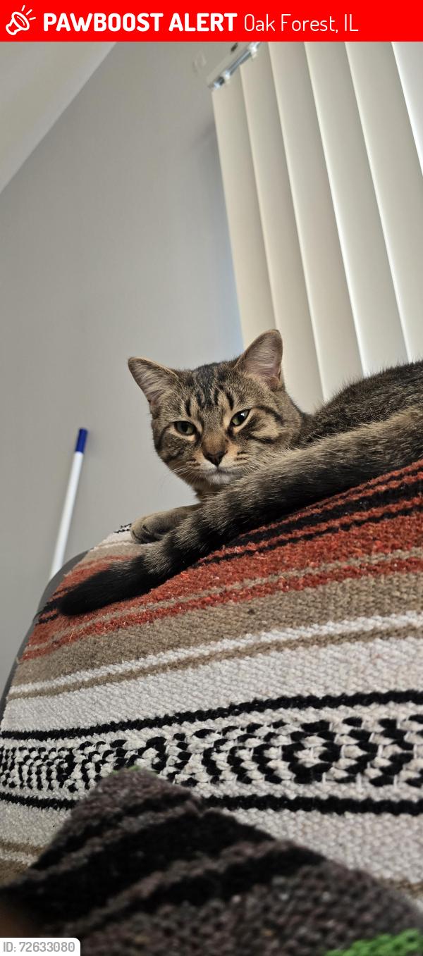 Lost Male Cat last seen 156th & Cicero ave , Oak Forest, IL 60452
