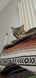 Lost Male Cat last seen 156th & Cicero ave , Oak Forest, IL 60452