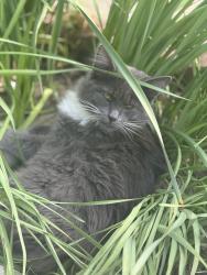 Lost Unknown Cat last seen Broken Hitch, Temple Heights, Old Grove, Oceanside, CA 92056