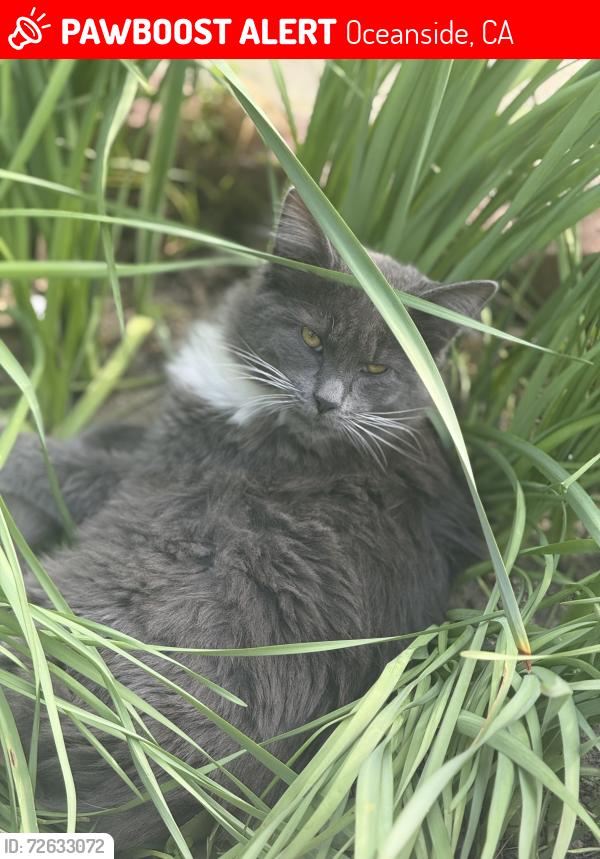 Lost Unknown Cat last seen Broken Hitch, Temple Heights, Old Grove, Oceanside, CA 92056