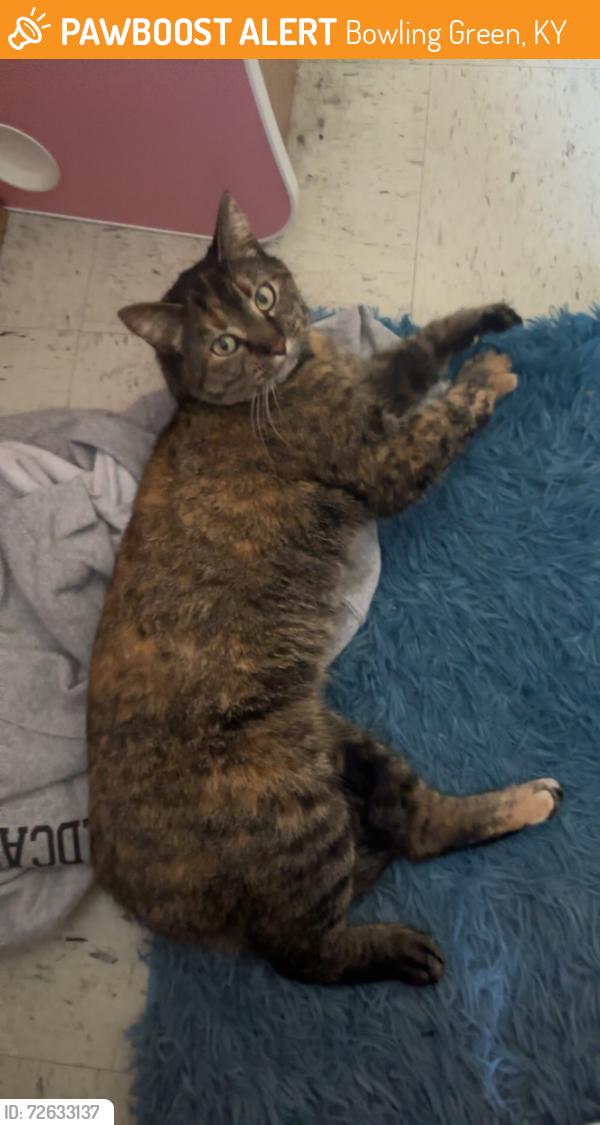 Found/Stray Female Cat last seen Pearce Ford Tower, Bowling Green, KY 42101