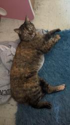 Found/Stray Female Cat last seen Pearce Ford Tower, Bowling Green, KY 42101