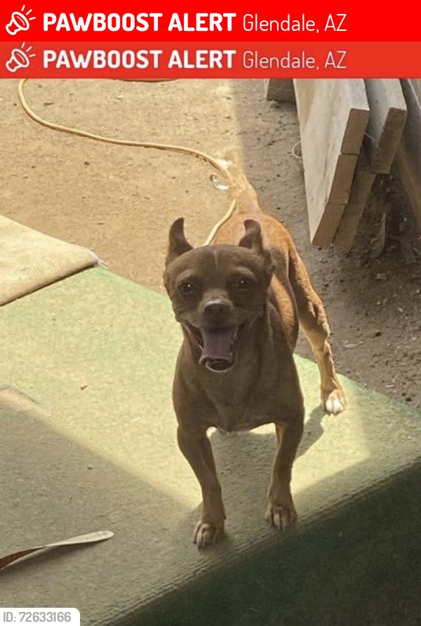Lost Male Dog last seen Near Ave and Glendale Ave , Glendale, AZ 85301