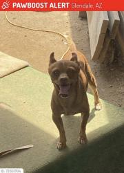 Lost Male Dog last seen Near Ave and Glendale Ave , Glendale, AZ 85301