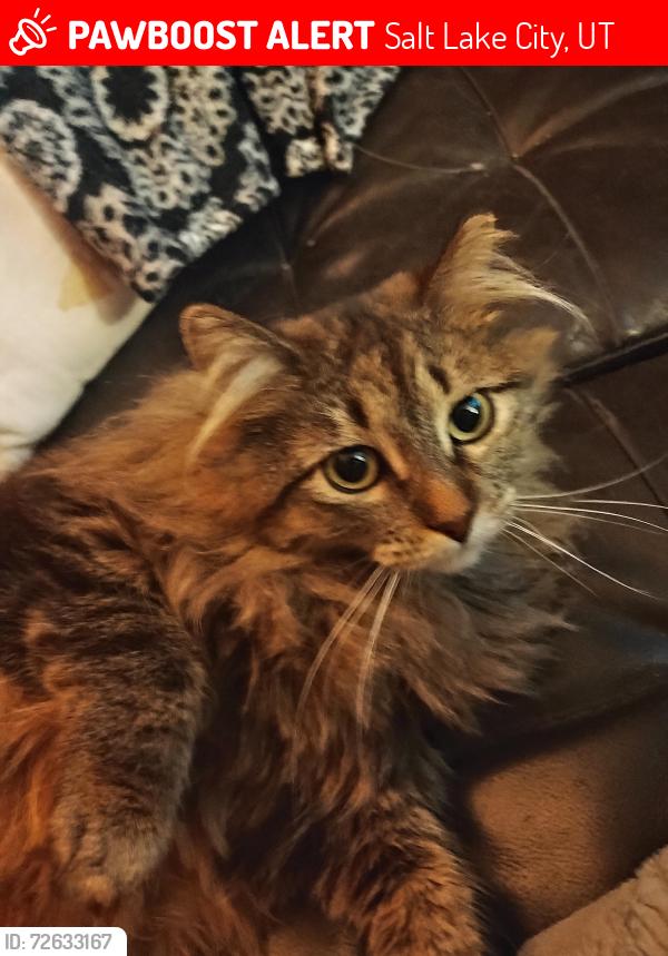 Lost Female Cat last seen Illinois and 1200 West, Salt Lake City, UT 84104