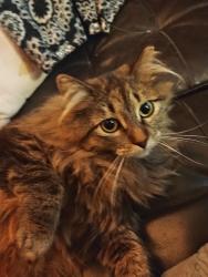 Lost Female Cat last seen Illinois and 1200 West, Salt Lake City, UT 84104