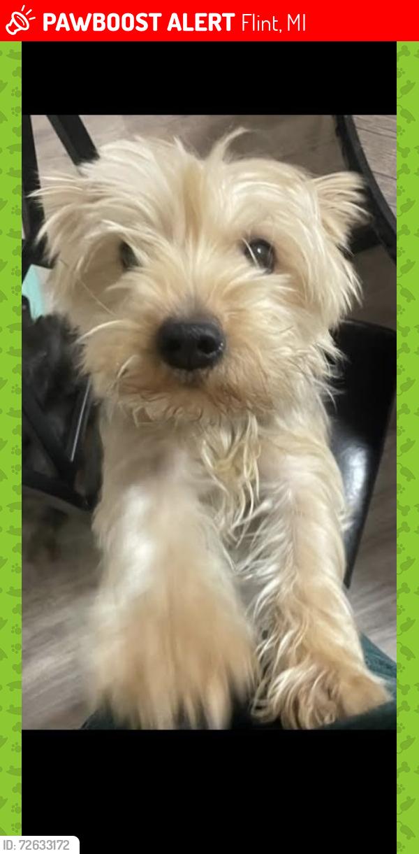 Lost Female Dog last seen Pierson rd by landmark, Flint, MI 48504