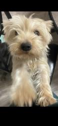 Lost Female Dog last seen Pierson rd by landmark, Flint, MI 48504