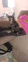 Lost Male Dog last seen Lexington/ country run apmts , Kelso, WA 98626