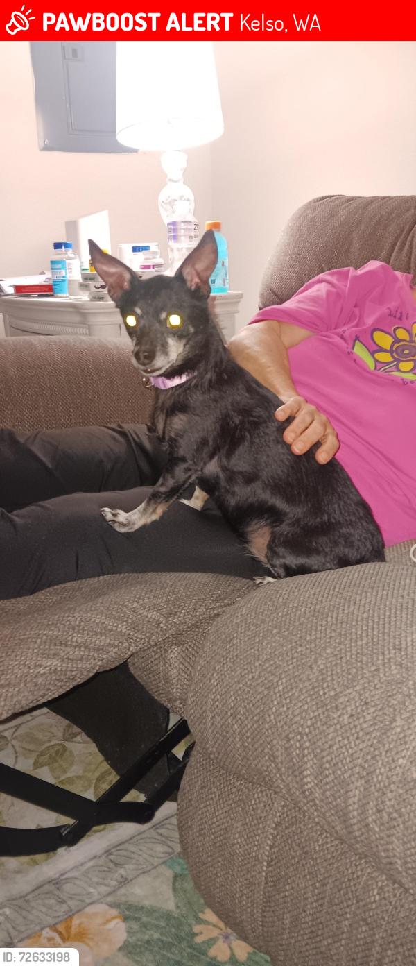 Lost Male Dog last seen Lexington/ country run apmts , Kelso, WA 98626