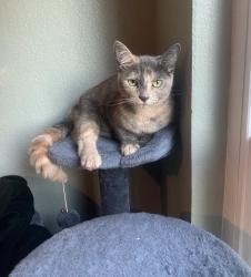 Lost Female Cat last seen Dale Rd, Modesto, CA 95356