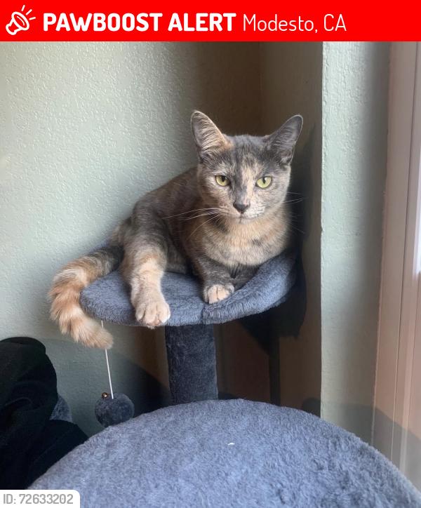 Lost Female Cat last seen Dale Rd, Modesto, CA 95356