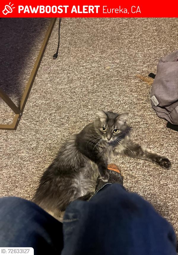 Lost Male Cat last seen Washington st and California st, Eureka, CA 95501