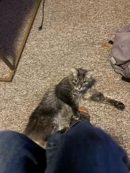 Lost Male Cat last seen Washington st and California st  , Eureka, CA 95501