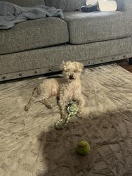 Lost Male Dog last seen Garth Road, Baytown, TX 77521