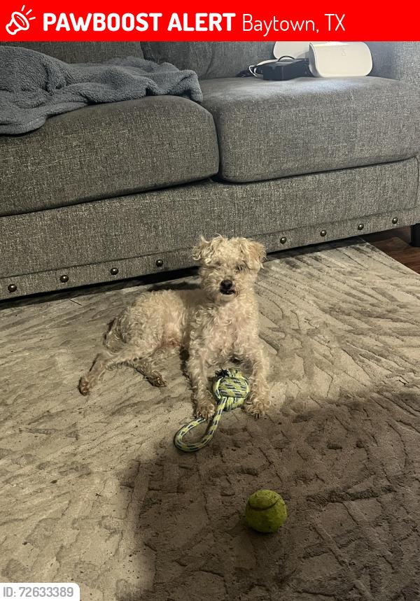 Lost Male Dog last seen Garth Road, Baytown, TX 77521