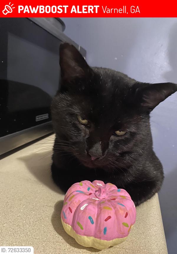 Lost Male Cat last seen Cheyenne Trl and Frontier Trl, Varnell, GA 30756