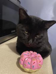 Lost Male Cat last seen Cheyenne Trl and Frontier Trl, Varnell, GA 30756