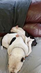 Lost Male Dog last seen Near Thelma , Spring Lake, NC 28390