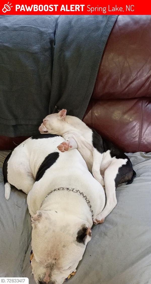 Lost Male Dog last seen Near Thelma , Spring Lake, NC 28390