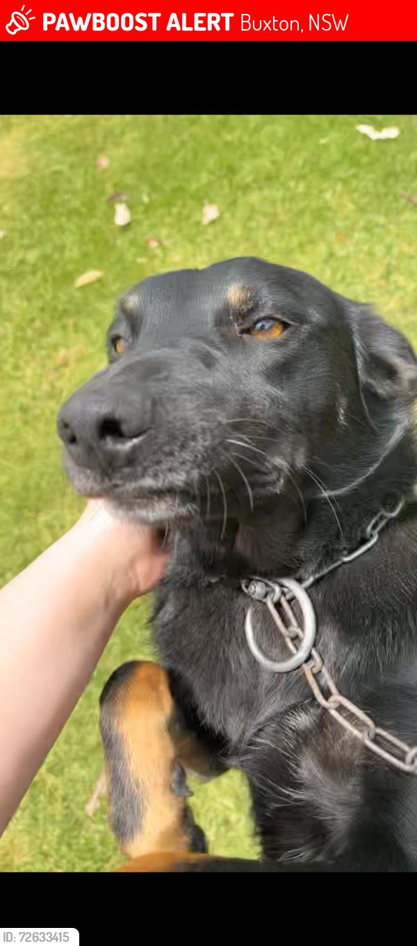 Lost Female Dog last seen East parade Buxton , Buxton, NSW 2571