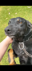 Lost Female Dog last seen East parade Buxton , Buxton, NSW 2571