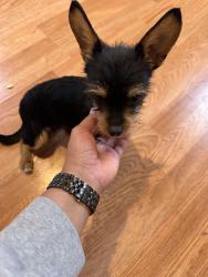 Found/Stray Male Dog last seen s Byers and SE 24th St, Oklahoma City, OK 73129