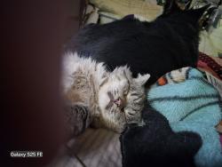 Lost Male Cat last seen Near S. 500 E. , South Salt Lake, UT 84115