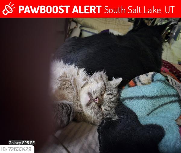 Lost Male Cat last seen Near S. 500 E. , South Salt Lake, UT 84115