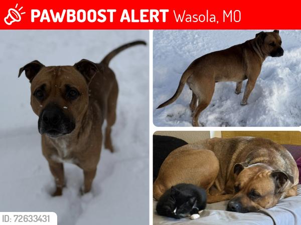 Lost Male Dog last seen Hey 5, Wasola, MO 65773