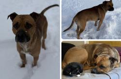Lost Male Dog last seen Hey 5, Wasola, MO 65773