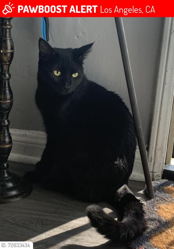 Lost Male Cat last seen In the alleyway between Warwick Ave and Bullard, Los Angeles, CA 90032