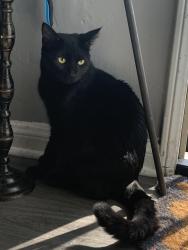 Lost Male Cat last seen In the alleyway between Warwick Ave and Bullard, Los Angeles, CA 90032