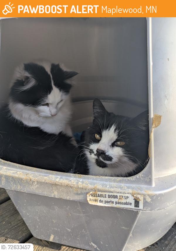 Found/Stray Female Cat last seen North McKnight Rd, Maplewood, MN 55119