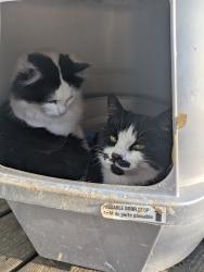 Found/Stray Female Cat last seen North McKnight Rd, Maplewood, MN 55119