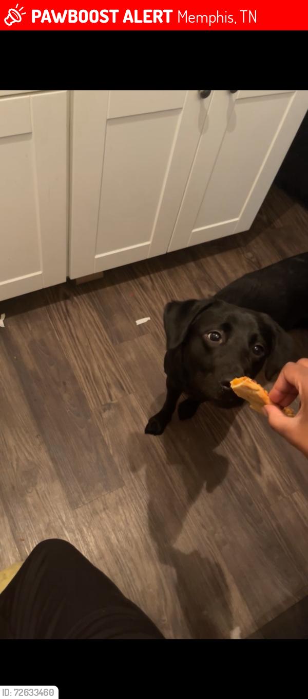 Lost Female Dog last seen Near W Shelby Dr Memphis, TN  38109 United States, Memphis, TN 38109