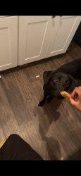 Lost Female Dog last seen Near W Shelby Dr Memphis, TN  38109 United States, Memphis, TN 38109
