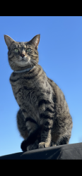 Lost Male Cat last seen Route 88, Don street, Norman ave, finleyville elrama road, Finleyville, PA 15332