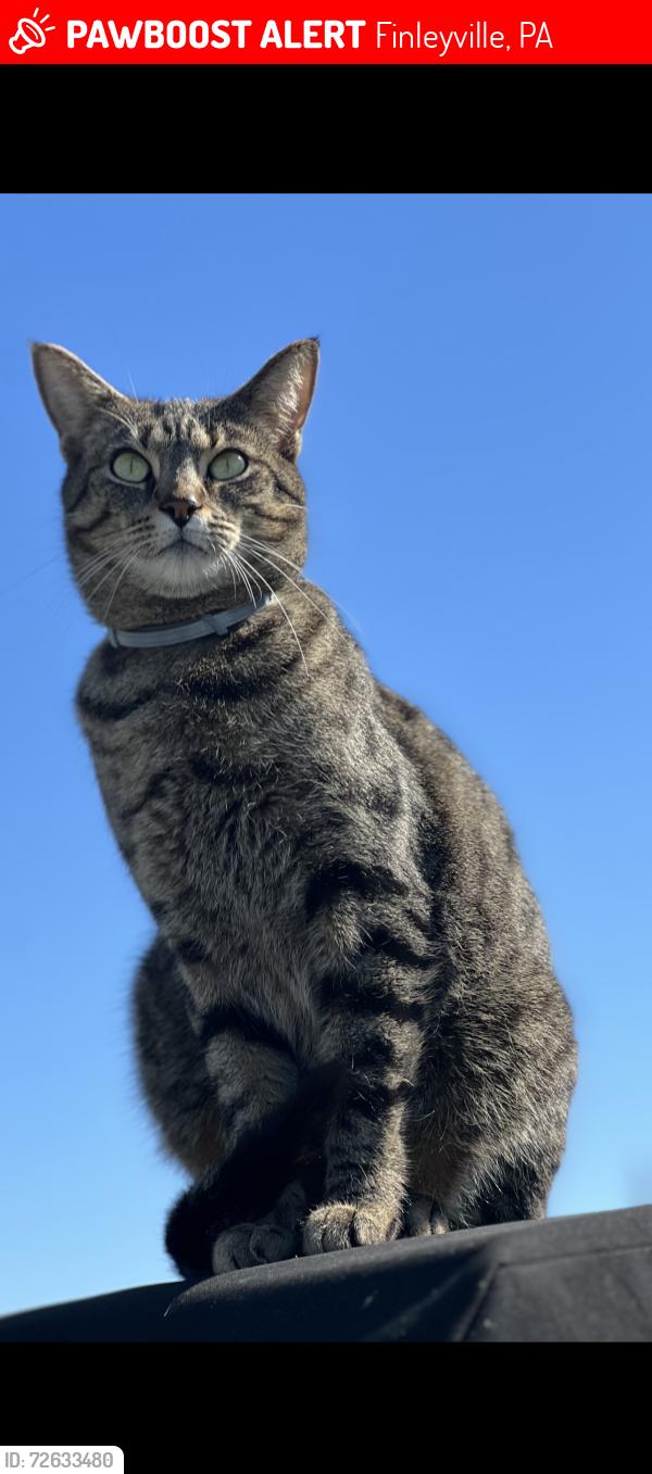 Lost Male Cat last seen Route 88, Don street, Norman ave, finleyville elrama road, Finleyville, PA 15332
