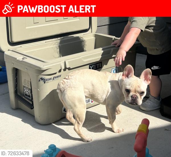 Lost Female Dog last seen Near abode lane new braunfels, New Braunfels, TX NULL
