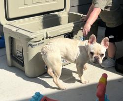 Lost Female Dog last seen Near abode lane new braunfels, New Braunfels, TX NULL